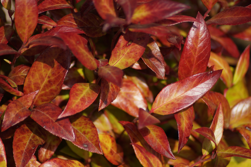 Florale Impressionen